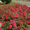 Rosa  - Kordes Rigo-Rose - Rosa 'Gärtnerfreude'® Produktbild-Vorschau 2