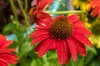 Stauden Gänge 3 x Echinacea purpurea 'Lakota Red' - Roter Produktbild-Vorschau 6
