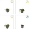 Leptinella squalida – Bodendecker – 24 Pflanzen – Ø9cm – Produktbild-Vorschau 4