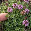 Stauden Gänge 100 x Thymus praecox 'Minor' im 9 x 9 cm Topf Produktbild-Vorschau 7
