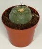 Lophophora williamsii - Peyote - Peyotl kaktus - kvitnúci, Náhľad obrázku produktu 1