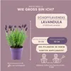 Plants by Frank | 6 Französische Lavendel Pflanzen | Produktbild-Vorschau 4