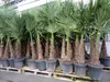 3 Stück XXL+ Palme winterhart 190 - 220 cm Trachycarpus Produktbild-Vorschau 2