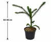 Chilenische Schmucktanne 60–80 cm Araucaria araucana Produktbild-Vorschau 5