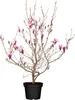 Magnolia liliiflora 'Susan', Purpur-Magnolie, purpurrosa, Produktbild-Vorschau 1