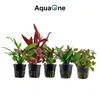 Pflanzen Set für 80l Aquarien mit 10 Topf Aquarium Produktbild-Vorschau 3