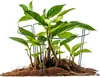 com-four® 12x Blumenhalter, Rankhilfe, Staudenhalter für Produktbild-Vorschau 2