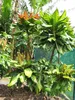 Paonuss (Barringtonia edulis) - 1 seme germogliato Anteprima dell’immagine prodotto 3