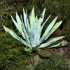 Exotická semena - balení 5 ks - Mrazuvzdorná - Agave Náhled obrázku produktu 5
