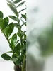 A close-up of a plant with green leaves, partially obscured by a frosted glass effect. Produktbild-Vorschau
