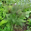 6 x Foeniculum vulg. 'Giant Bronze' - Fenchel - Topf 9 x 9 Náhled obrázku produktu 2