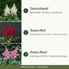 Stauden Gänge 3 x Astilbe Kollektion im 0,5 Liter Topf - Produktbild-Vorschau 2
