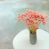Phalaris Getrocknete - Kanariengras - Hell-Pink Produktbild-Vorschau 3