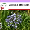 SAFLAX - Verbena - Verbena officinalis - 250 Semena Náhled obrázku produktu 8
