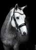 Schockemöhle Sports Kandare Venice Black / Silver WB Produktbild-Vorschau 4
