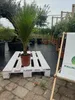 Spindelpalme Hyophorbe verschaffeltii 80-120 cm Produktbild-Vorschau 5
