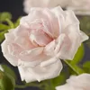 Klimroos - Rosa New Dawn - Bloem Licht roze - Weinig Productafbeelding-voorbeeld 4