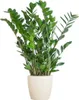 Zamioculcas Zamiifolia Glücksfeder robuste Zimmerpflanze Produktbild-Vorschau 1