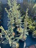Cedrus libani Glauca Blaue Libanon-Zeder 100–120 cm Produktbild-Vorschau 5