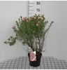 Potentilla frut. 'Lovely Pink'® ('bellezza rosa'®) - Anteprima dell’immagine prodotto 1