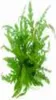 Fiederspaltiger Wasserfreund Hygrophila pinnatifida Produktbild-Vorschau 1