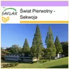 SAFLAX - Świat Pierwotny - Sekwoja - 60 Nasiona - Podgląd zdjęcia produktu 10
