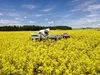 Rapshonig - Echter Deutscher Honig - 1x500g vom Imker aus Produktbild-Vorschau 2