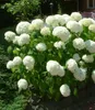 BALDUR Garten 10x Schneeball-Hortensie Annabelle; Pflanzen Produktbild-Vorschau 3