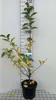 Malus hybr. 'Red Sentinel' - Zierapfel 60-80 cm - Pojemnik Podgląd zdjęcia produktu 2