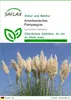 SAFLAX - Amerikanisches Pampasgras - Cortaderia selloana - Produktbild-Vorschau 1