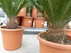 XL Premium Palmfarn 70 - 90 cm Cycas Revoluta Sagopalme Produktbild-Vorschau 7