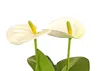 Dehner Große Flamingoblume, Anthurium andreanum, weiße Produktbild-Vorschau 2