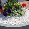 Weißer Thassos Zierkies als Abdeckung in einem Pflanzkübel mit bunten Blumen Produktbild-Vorschau