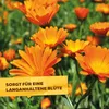 Solabiol Blumen- & Staudendünger, Spezialdünger  2,5 kg Produktbild-Vorschau 4