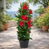 Mandevilla Dipladenia - Trubková květina - pyramidální tvar Náhled obrázku produktu 3