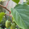 x2 Actinidia Arguta Issai P15 H60 Produktbild-Vorschau 5