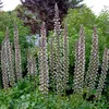 6 x Bereklauw - Acanthus mollis | Pot 9 cm x 9 cm Productafbeelding-voorbeeld 2