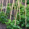 250 x Bambusstäbe 105cm, aus natürlichem Bambus, Produktbild-Vorschau 1