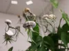 Gardners Medusa ROSE s Tillandsií ionantha green Náhled obrázku produktu 3