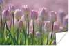 MuchoWow® Poster Rosa Tulpen im Frühling 120x80 cm - Bilder Produktbild-Vorschau 1