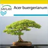 SAFLAX Kultivační sada - Trojzubec javor - Acer Náhled obrázku produktu 10