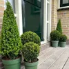 Ilex crenata Pyramid - ↨55 cm - Ø21 cm - Stálezelený, Náhľad obrázku produktu 5