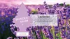 Miracle Tree Lavender (confezione blister da 3) Anteprima dell’immagine prodotto 3