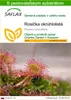 SAFLAX - Rosička okrúhlolistá - Drosera rotundifolia - 50 Náhľad obrázku produktu 1
