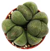 Pleiospilos nelii – Living Stone – Living Granite – im Produktbild-Vorschau 2