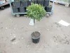 A potted plant with green leaves and a brown stem sits on a gray concrete surface. In the background, there are more potted plants on a metal cart. Náhled obrázku produktu