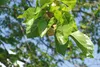 SAFLAX - Weißer Maulbeerbaum - 200 Samen - Morus alba Produktbild-Vorschau 7