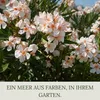 Floravera Premium Oleander Flüssigdünger 2 x 1 Liter Dünger Produktbild-Vorschau 5