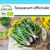 SAFLAX Dárková sada - BIO - pampeliška - Taraxacum Náhled obrázku produktu 10