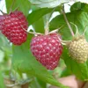Polka?, Himbeere, herbsttragende Himbeerpflanze, aromatisch Produktbild-Vorschau 1